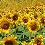 La Casa Dei Girasoli *