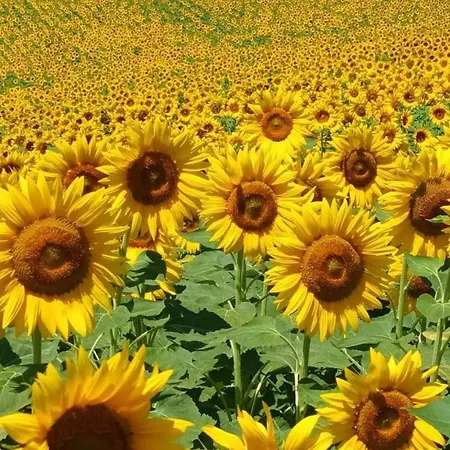 La Casa Dei Girasoli *